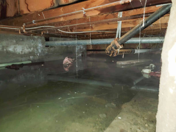 Best Professional water damage repair  in Cumming, GA
